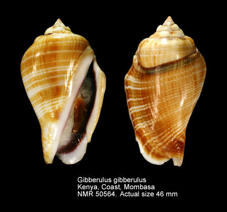 Gibberulus gibberulus (14).jpg - Gibberulus gibberulus (Linnaues,1758)